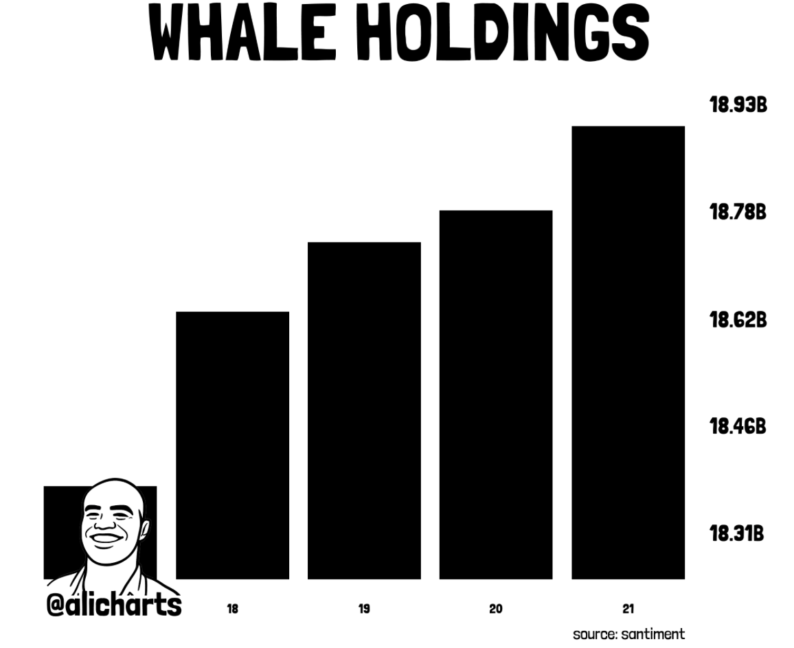 doge holdings whale buying